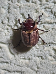 Coelosis bicornis