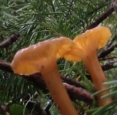 Craterellus tubaeformis