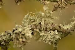 Ramalina complanata