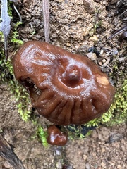 Cortinarius seidliae