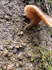 Cortinarius seidliae
