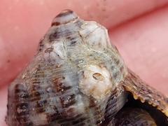 Hexanauplia