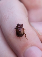 Odonteus thoracicornis