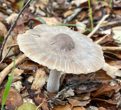 Coprinopsis uliginicola