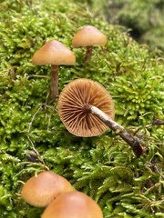 Galerina badipes