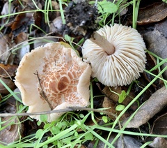 Lepiota cristata
