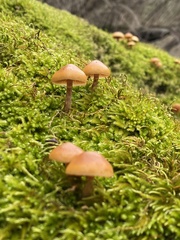 Galerina badipes