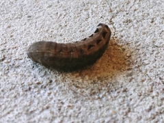 Spodoptera latifascia