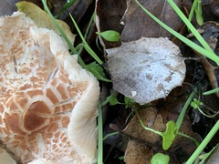 Lepiota cristata