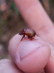 Odonteus thoracicornis