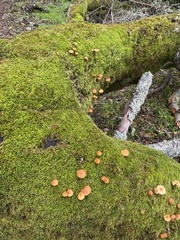 Galerina badipes