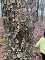 Aleurodiscus oakesii