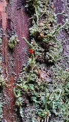 Cladonia bellidiflora