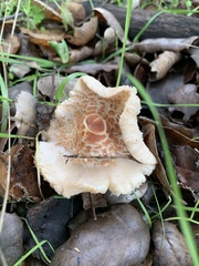 Lepiota cristata