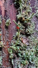 Cladonia bellidiflora