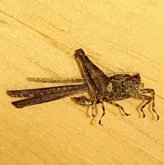 Tetrigidae