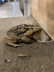 Rhinella diptycha