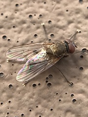 Ormia