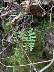 Woodsia obtusa