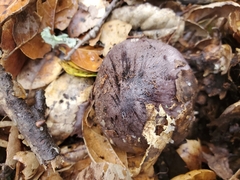 Tricholoma griseoviolaceum