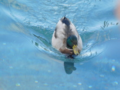 Anas platyrhynchos