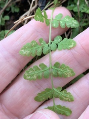 Woodsia obtusa