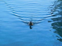 Anas platyrhynchos