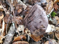Tricholoma griseoviolaceum