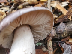Tricholoma griseoviolaceum