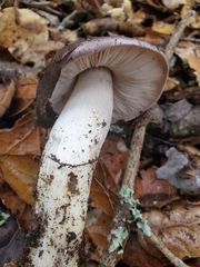 Tricholoma griseoviolaceum