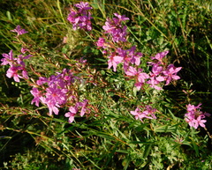 Lythrum virgatum