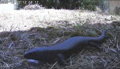 Egernia kingii