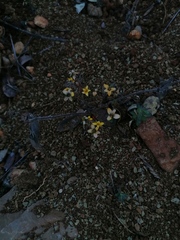 Sanvitalia procumbens