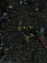 Sanvitalia procumbens