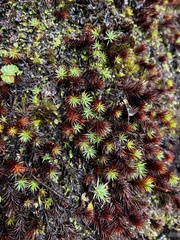 Polytrichum piliferum