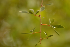 Cissus striata