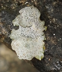 Dermatocarpon muhlenbergii