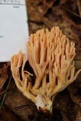 Ramaria conjunctipes