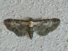 Eupithecia succenturiata