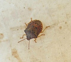 Dendrocoris humeralis