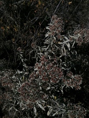 Critoniopsis