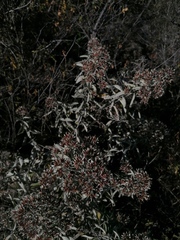 Critoniopsis