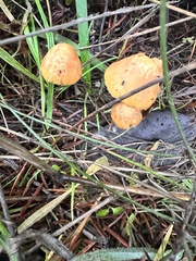 Gliophorus psittacinus