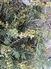 Salsola divaricata
