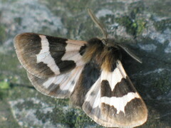 Watsonarctia deserta