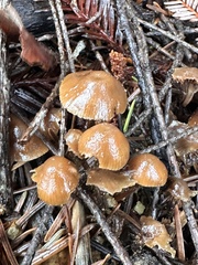 Gliophorus psittacinus