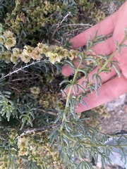 Salsola divaricata