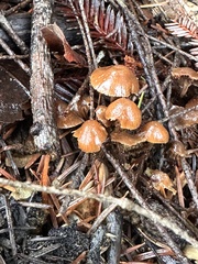 Gliophorus psittacinus