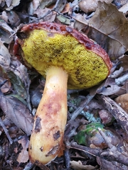 Aureoboletus flaviporus