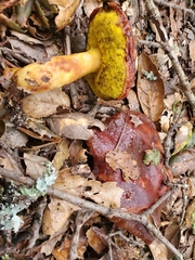 Aureoboletus flaviporus